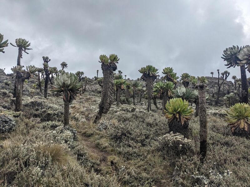 mt_elgon_trees