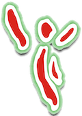ASD Fonzaso